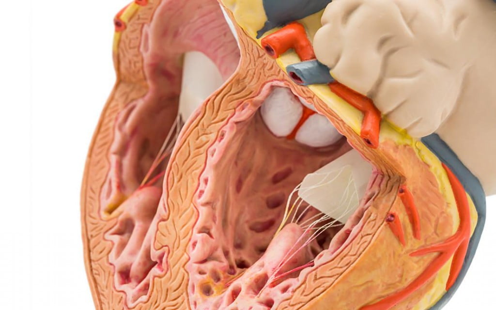 5 Ways to Lower Risk of Cardiovascular Disease 9