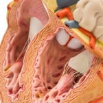 5 Ways to Lower Risk of Cardiovascular Disease 1